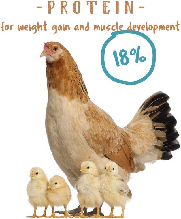 How Our ⁤Flock Thrived on Nutrient-Rich Starter Feed⁣ Crumbles