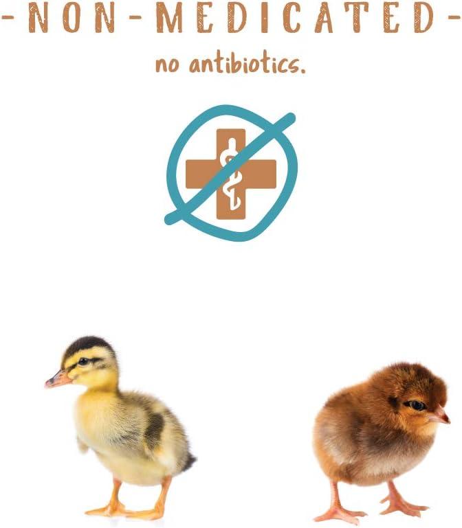 How Our Flock Thrived on Nutrient-Rich Starter Feed Crumbles