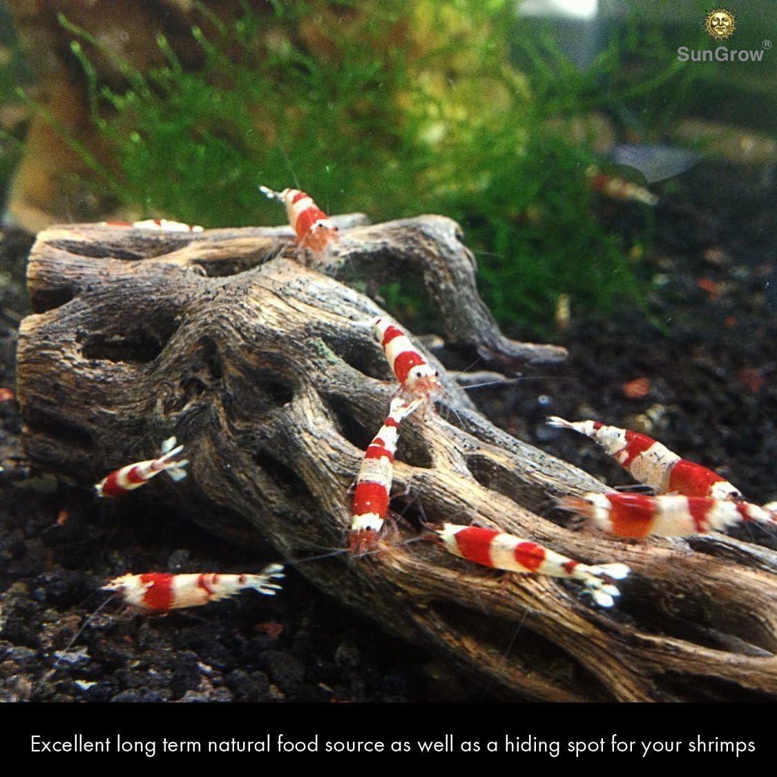 How We Elevated Our Shrimp Tank ⁢With⁤ Natural Climbing Logs