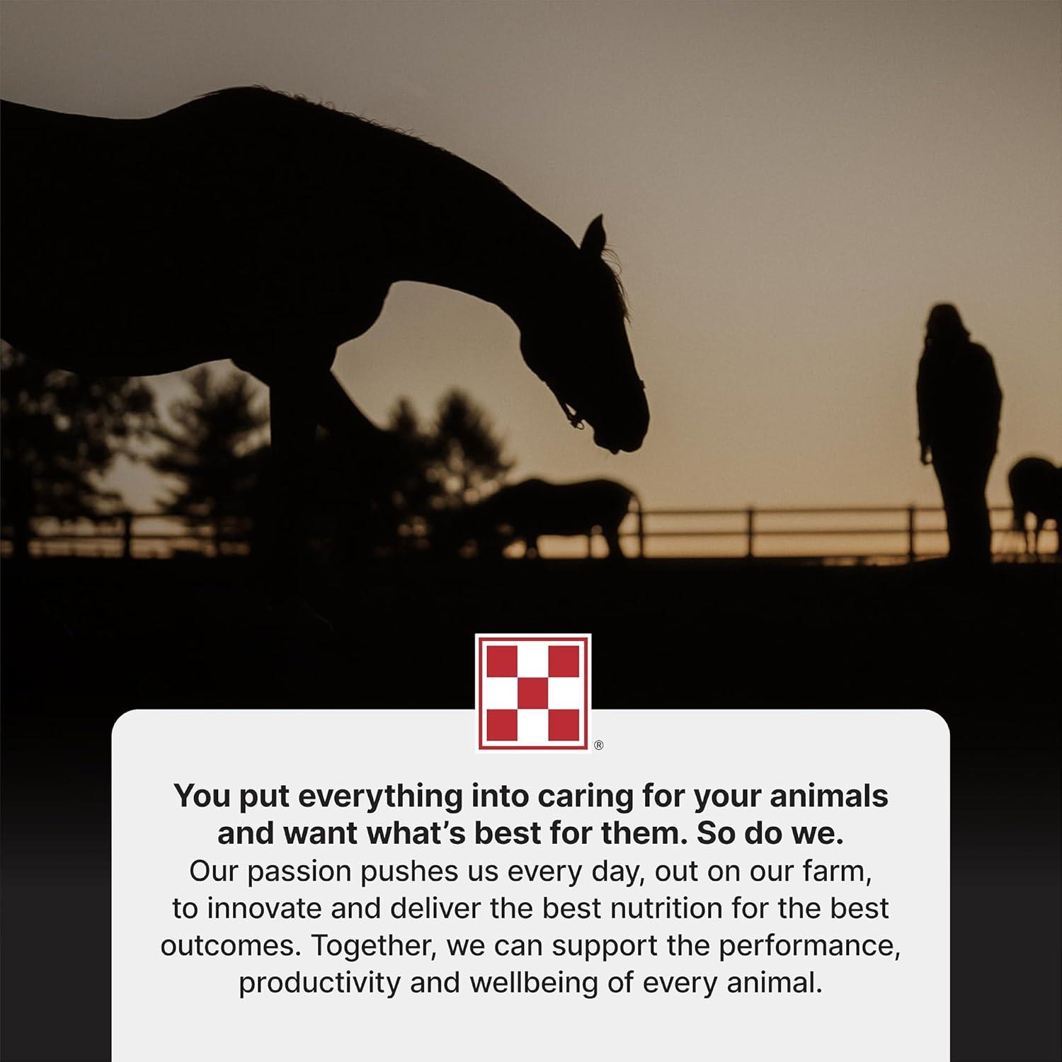 How Our Horses Found Better Digestion and Hydration ⁢with‌ Purina Mash