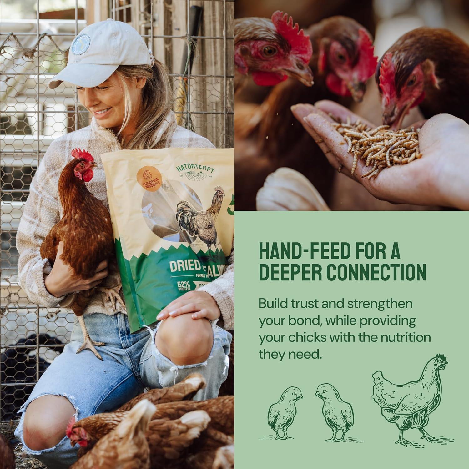 Fueling Our Flock Naturally: High-protein Mealworms That Deliver