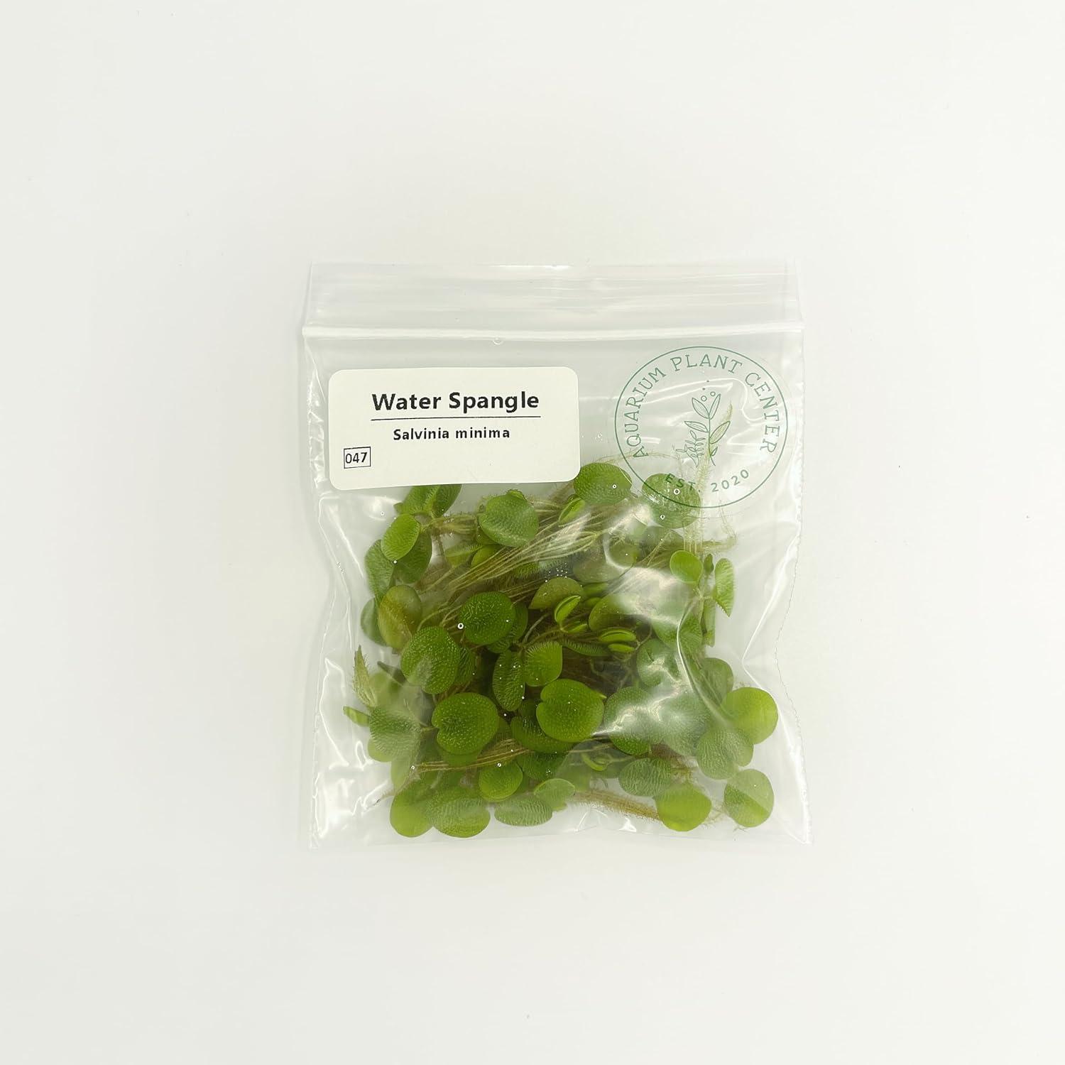 How We ‌Transformed Our Aquascape with Floating Water Spangles