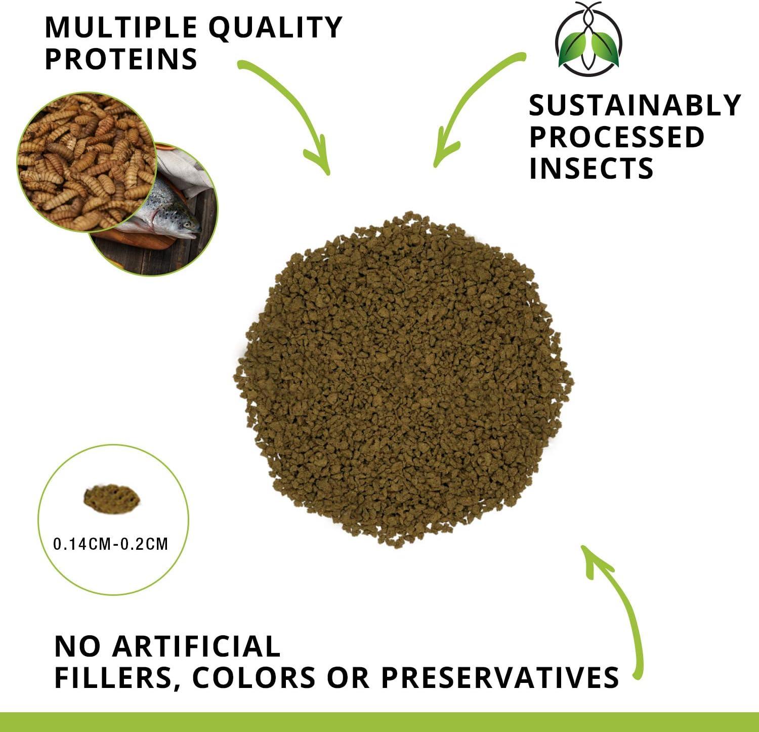 How‍ Our⁢ bottom Feeders Thrived on This‌ Protein-Packed Insect Diet