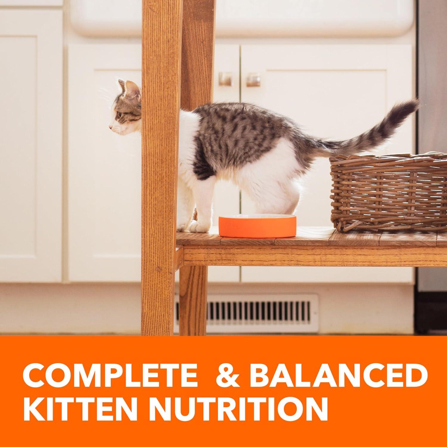 How Our Kittens Thrive with IAMS’ Balanced Chicken Nutrition