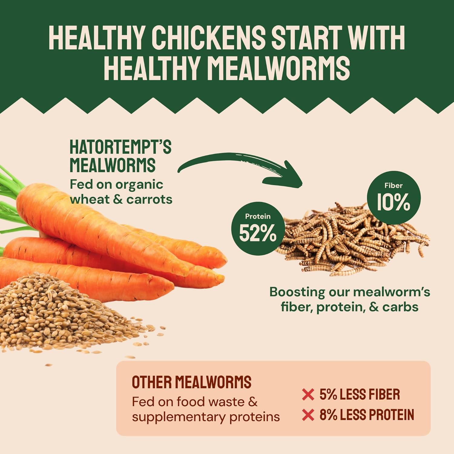 fueling Our Flock Naturally: High-Protein Mealworms That Deliver