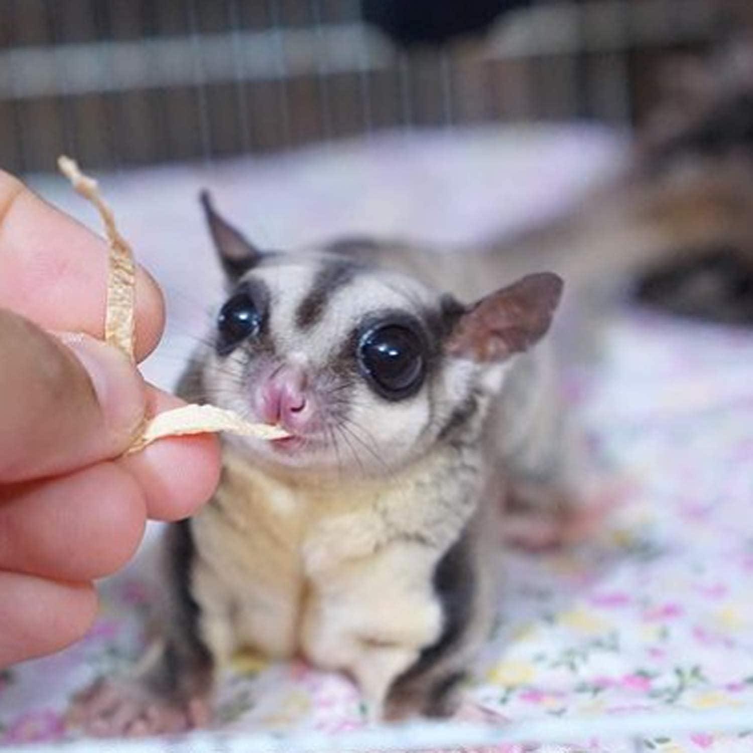 How Our Sugar Gliders Thrived on These Natural Fish Stick Treats