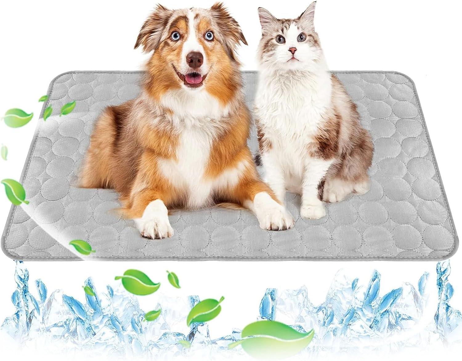 Top Pet Gear of 2025: Comfort, Care & Travel essentials Reviewed