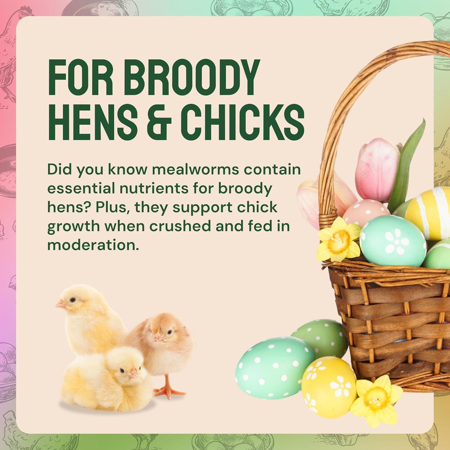 Fueling Our Flock Naturally: High-Protein Mealworms That Deliver