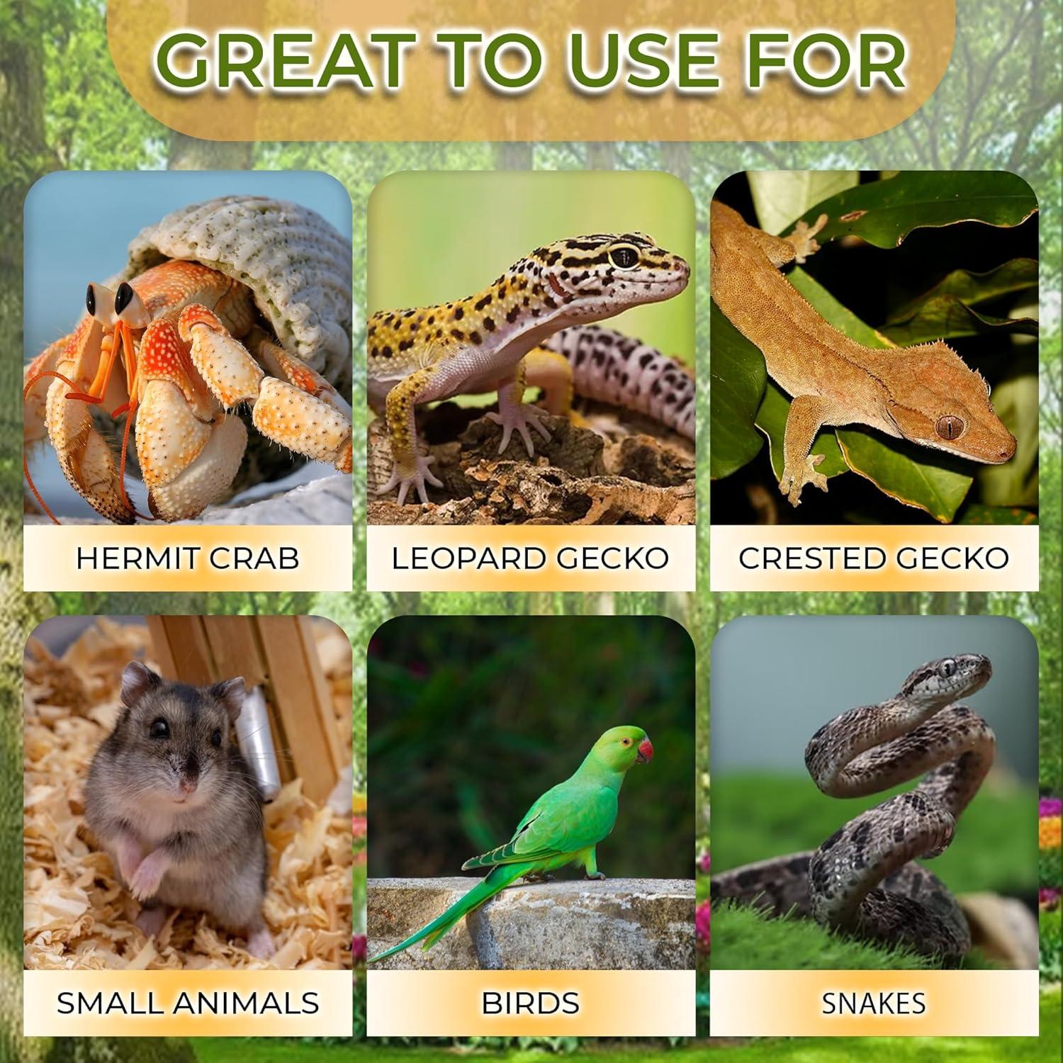 How Our Gecko’s Coconut Hide Inspires Play​ and Cozy Comfort