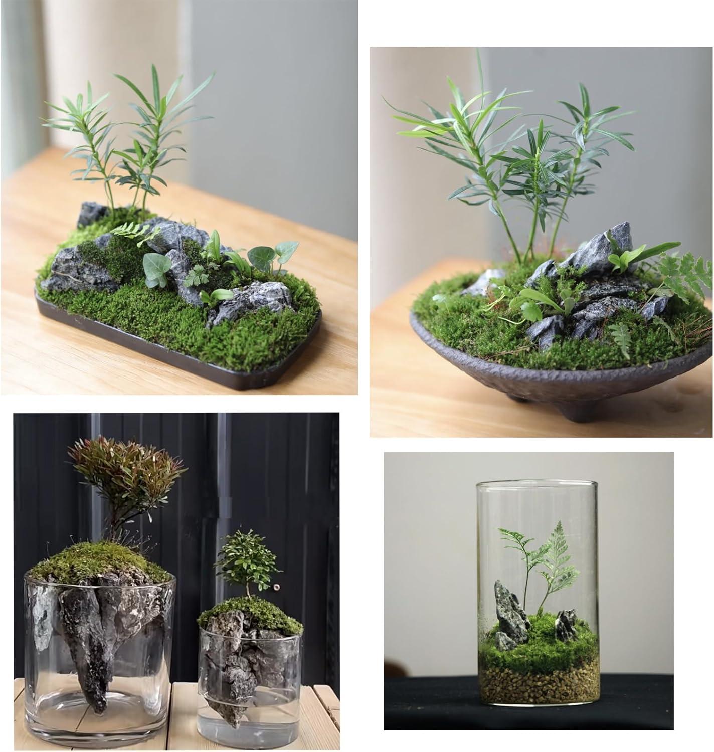 How These Natural​ Rocks transformed Our‍ Aquarium’s Ecosystem