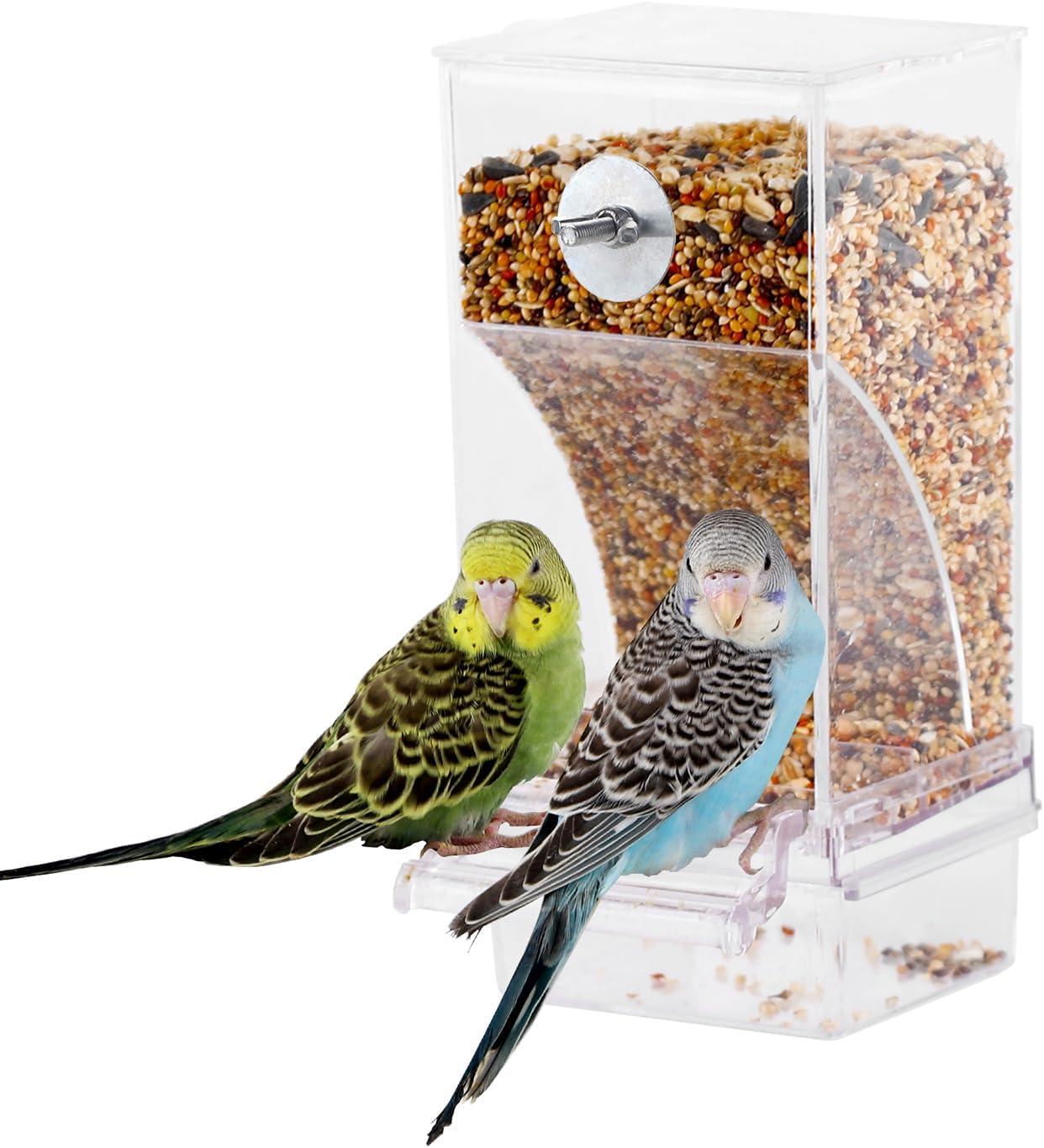 How This Mess-Free Bird Feeder Simplified Our Parrot Care Routine