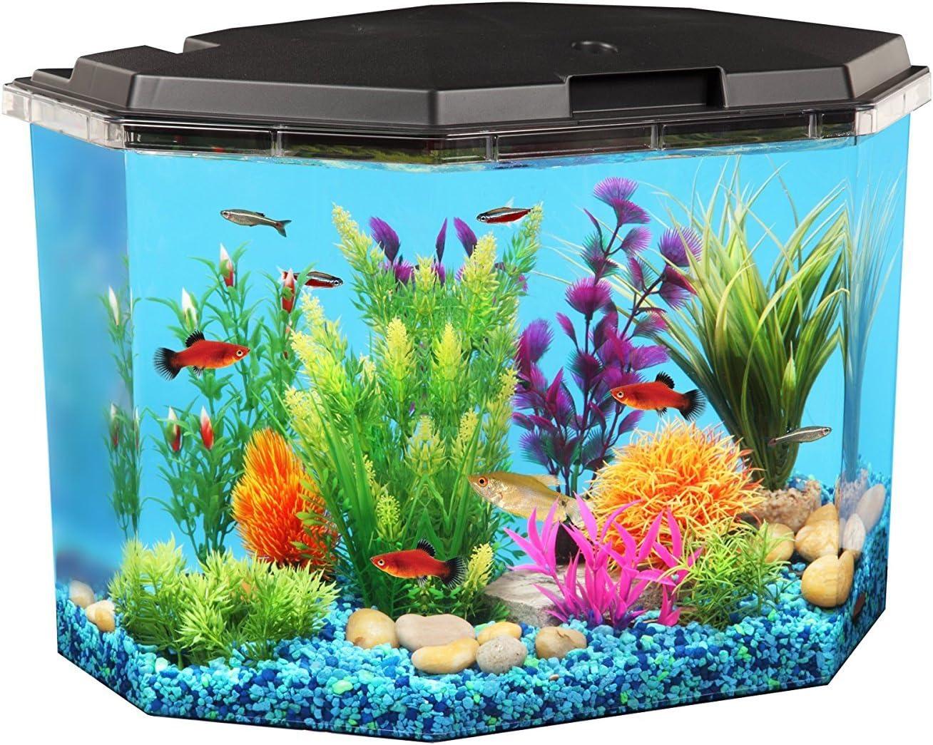 Top Rainbow Fish Care and Aquarium Kits for Every Hobbyist