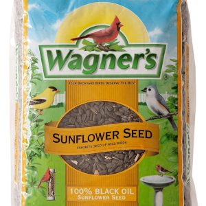 Why Our Backyard Birds Flock to This High-Energy Snack