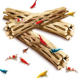 How We Elevated Our Shrimp Tank With Natural Climbing Logs