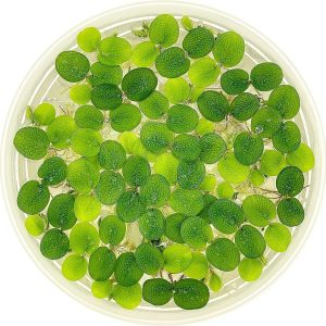 How We Transformed Our Aquascape with Floating Water Spangles